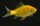 Carassius auratus - Golfisch zitronengelb - ca. 7-10  cm
