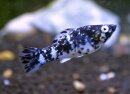 Marmor Molly - Poecilia sphenops - Liefergröße...