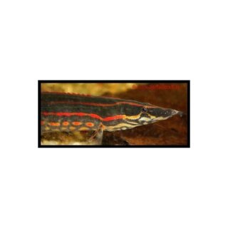 Mastacembelus erythrotaenia - Feuer-Stachelaal - Liefergröße ca.: 25-30 cm