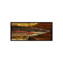 Mastacembelus erythrotaenia - Feuer-Stachelaal -...