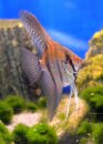 Pterophyllum scalare F1 Nachzucht Nanay Typ III -...