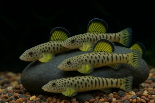 Pseudogastromyzon fangi - Zebra - Flossensauger - Liefergröße ca.: 4-5 cm