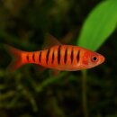 Barbus fasciolatus – Angolabarbe