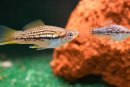 Xiphophorus Yucatan II Liefergröße ca.:...