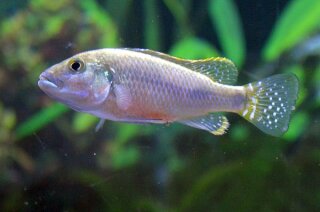 Lufubuchromis relictus - Liefergröße ca.: 4-6 cm