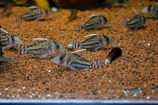Corydoras pulcher - Liefergröße ca.: 3-5 cm