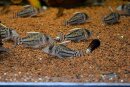 Corydoras pulcher - Liefergröße ca.: 3-5 cm