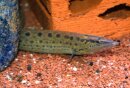 Mastacembelus cf. day - Marmorstachelaal -...