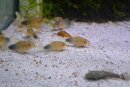 Corydoras similis - Liefergröße ca.: 2-4 cm