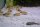 Corydoras similis - Liefergröße ca.: 2-4 cm
