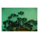 Tropheus duboisi maswa - Liefergröße ca.: 2-3 cm
