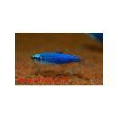 Inpaichthys kerri - Königssalmler superblau -...