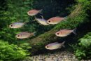 Alestopetersius nigropterus - Flammen - Kongosalmler