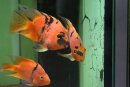 Tiger - Parrot - Tiefroter Papageienbarsch -...