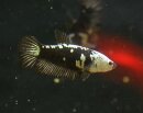 Betta splendens Weibchen SAMURAI - Liefergröße...