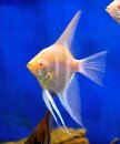 Pterophyllum scalare japura albino -...