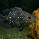 Paratilapia bleekeri sp. Andapa- Marakeli Buntbarsch -...