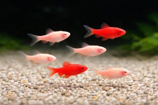 Barbus titteya albino - Bitterlingsbarbe super red- Liefergröße ca.: 1-2 cm