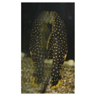 Baryancistrus xanthellus L - 177 - Gelbsaum-Wels - Liefergröße ca.: 8-12 cm