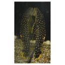 Baryancistrus xanthellus L - 177 - Gelbsaum-Wels -...