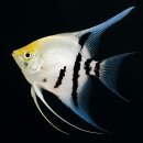 Pterophyllum scalare schneeweiß - Marmor -...