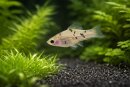 Xiphophorus guentheri - Schwertträger Wildform -...