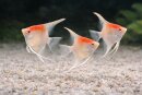 Pterophyllum scalare Rotrücken Manacapuru ALBINO -...