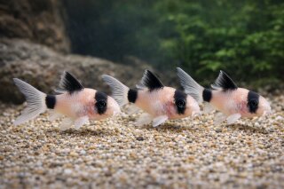 Corydoras panda Longfin - Panda-Panzerwels Schleier  - Liefergröße ca.: 2-4 cm