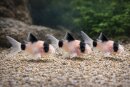 Corydoras panda Longfin - Panda-Panzerwels Schleier  -...