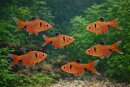 Hyphessobrycon eques SCHLEIER - Blutsalmler -...