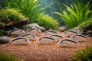 Corydoras narcissus - Panzerwels - Liefergröße...
