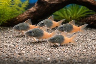 Hoplisoma sp. aff. concolor „Rio Tomo“ – CW 217