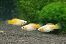 Silber Molly orange - Poecilia sphenops -...