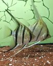 Pterophyllum leopoldi red spot - Liefergröße...