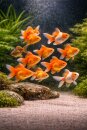 Carassius auratus Ryukin Mix ca. 6-8 cm