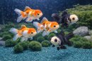 Carassius auratus - Löwenkopf - Schleierschwanz MIX...