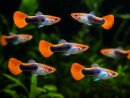 1 Paar Koi - Guppy tuxedo - Liefergröße ca.:...