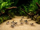 Corydoras - CW27 highfin - Liefergröße ca.:...