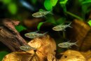 Aphyoditeina sp. "Morse Code" -...