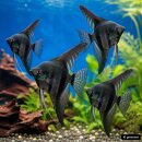 Pterophyllum scalare Pinoy black - Liefergröße...