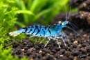 Caridina sp.Tiger OE Orange Eye 5 Stück Tigergarnele