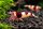 Caridina sp. Red Wine Hinumaru 5 Stück