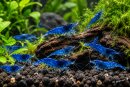 Neocaridina davidi Blue velvet 10 Stück