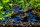 Neocaridina davidi Blue velvet 10 Stück
