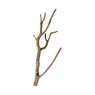Hobby Korktronchos S < 50 cm schöne Äste zum Gestalten von Terrarien