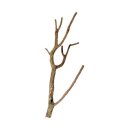Hobby Korktronchos S < 50 cm schöne Äste zum...