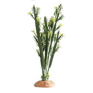 Hobby Euphorbia L 25 x 10 x 46 cm