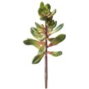 Hobby Kalanchoe Höhe 20 cm künstliche...