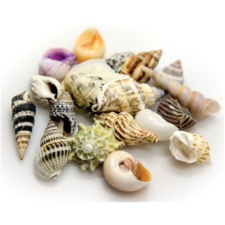 Hobby Sea Shells Set L 5 St. große Schneckenhäuser für große Einsiedlerkrebse