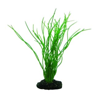 Hobby Sagittaria 20 cm -  täuschend echt wirkende Aquarienpflanze